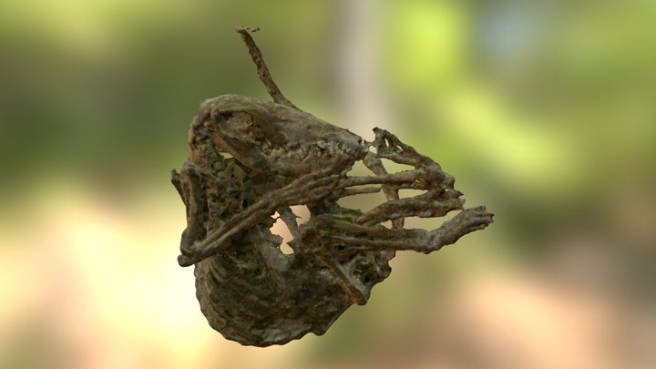 Mummified opossum (VCU_3D_1179) – Kostenloses 3D-Modell STL