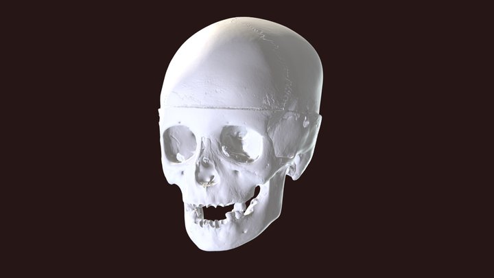 Skull DCDA1254 3D Model