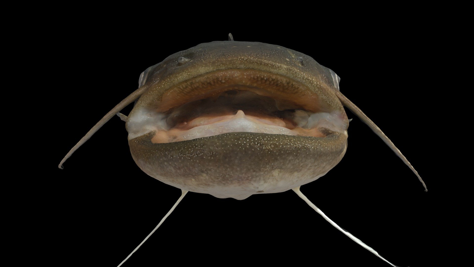 ナマズ 🐟 Amur Catfish, Silurus asotus Download Free 3D model by ffish.asia /