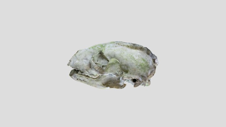 Badger skull mouth closed Kiri masked – Modello 3D gratuito STL