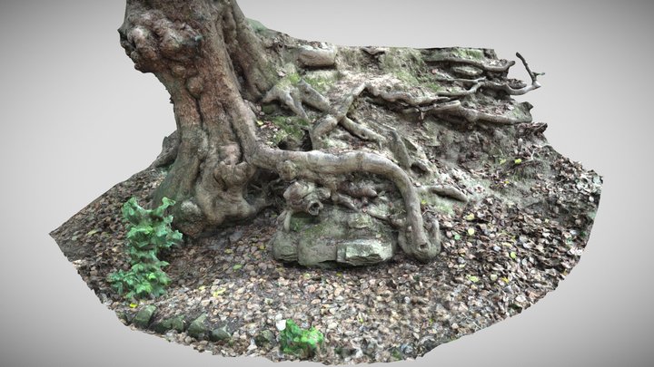 roots scan 2 – Modello 3D gratuito STL