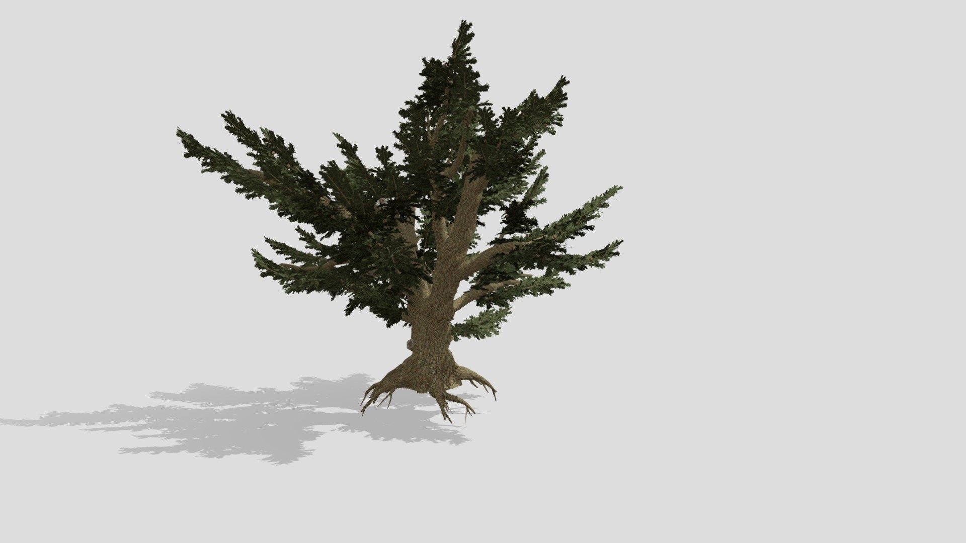 Cedar Of Lebanon