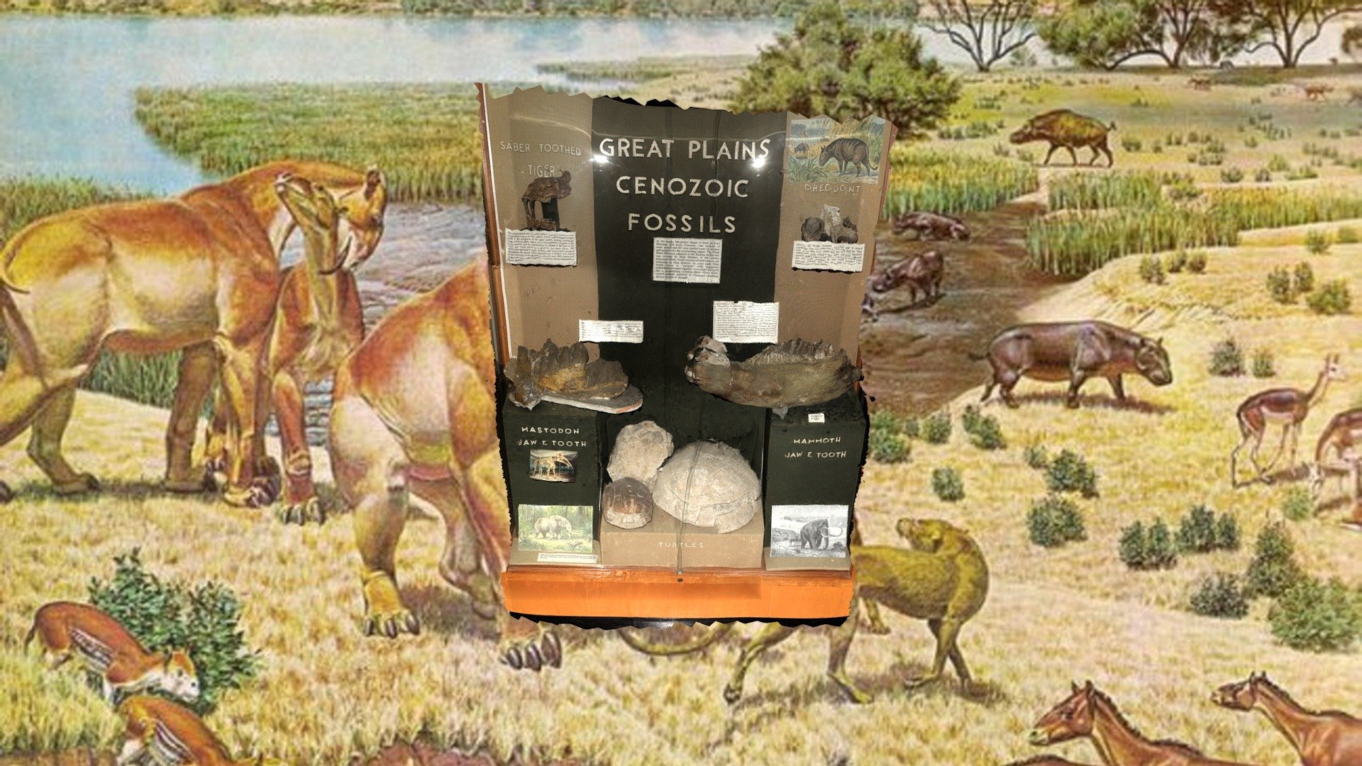 Great Plains Cenozoic Fossils Display Download Free 3D model by