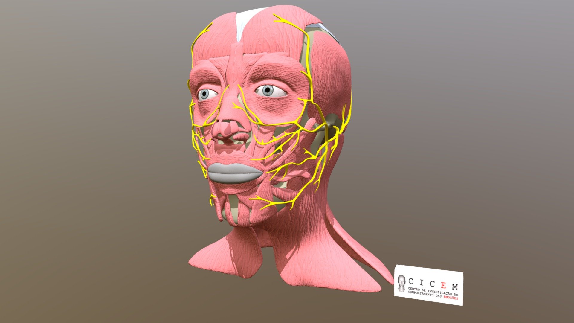 Anatomia da Face 3D e Nervo Craniano VII