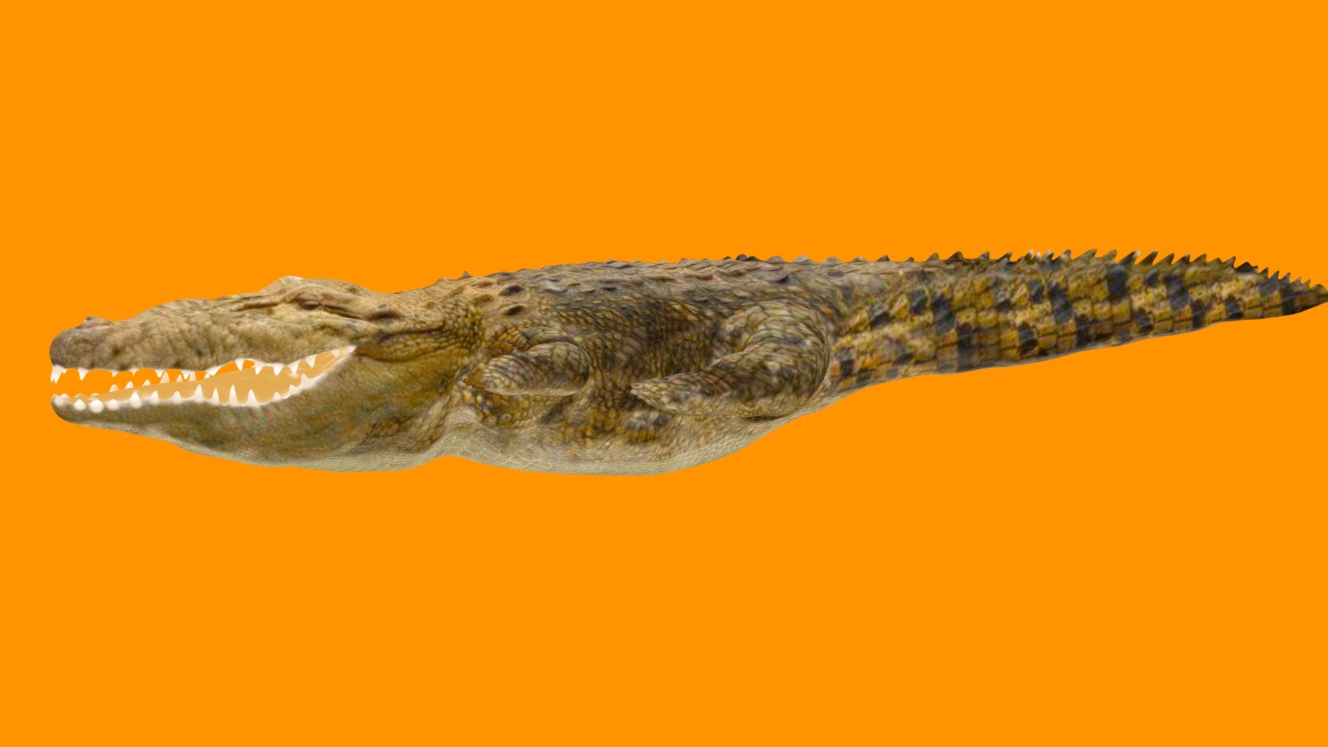 The saltwater crocodile