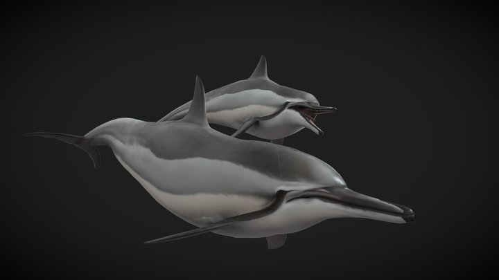 Low Poly Spinner Dolphin 3D Model