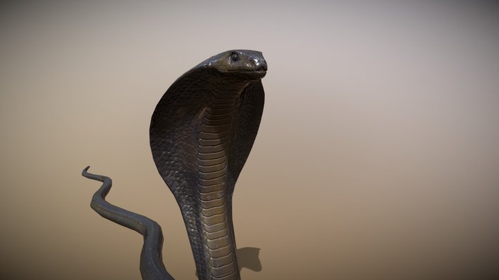 Black necked spitting cobra 3D Model