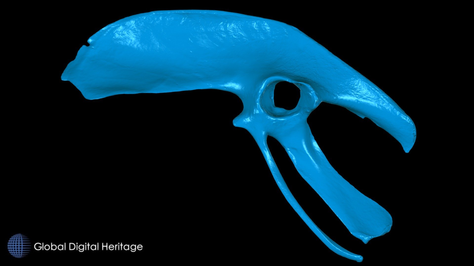 Kiwi (Apteryx) pelvis