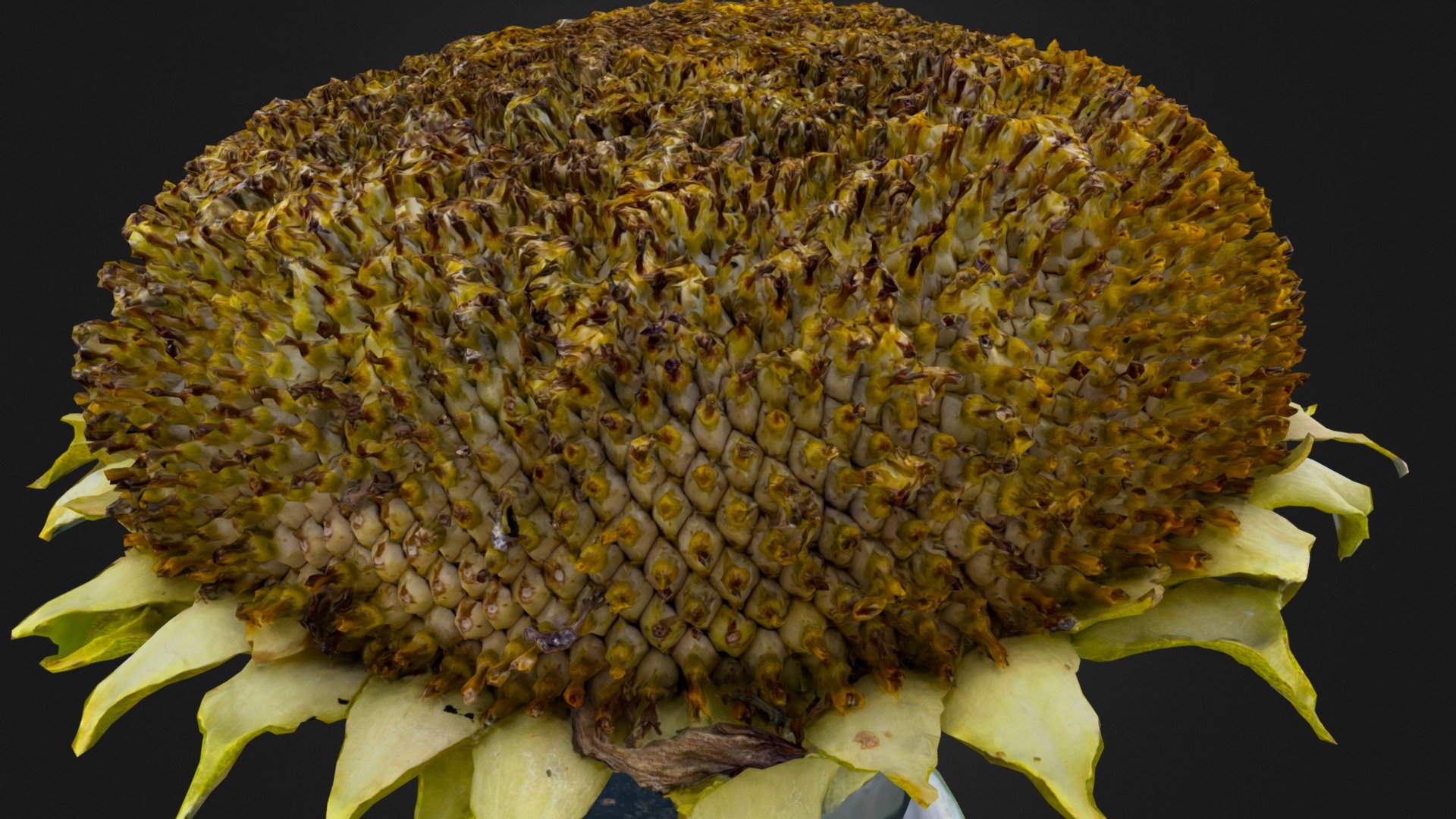 Sunflower 3108