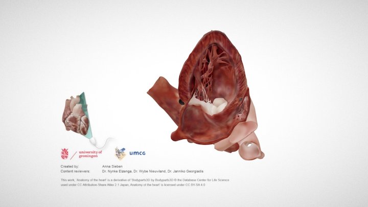 Cardiac Anatomy: Apical 2 Chamber Echo Plane – Kostenloses 3D-Modell STL