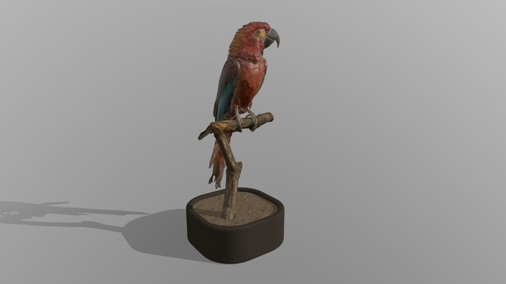 Cuban macaw / parrot for interior decoration 3D Model