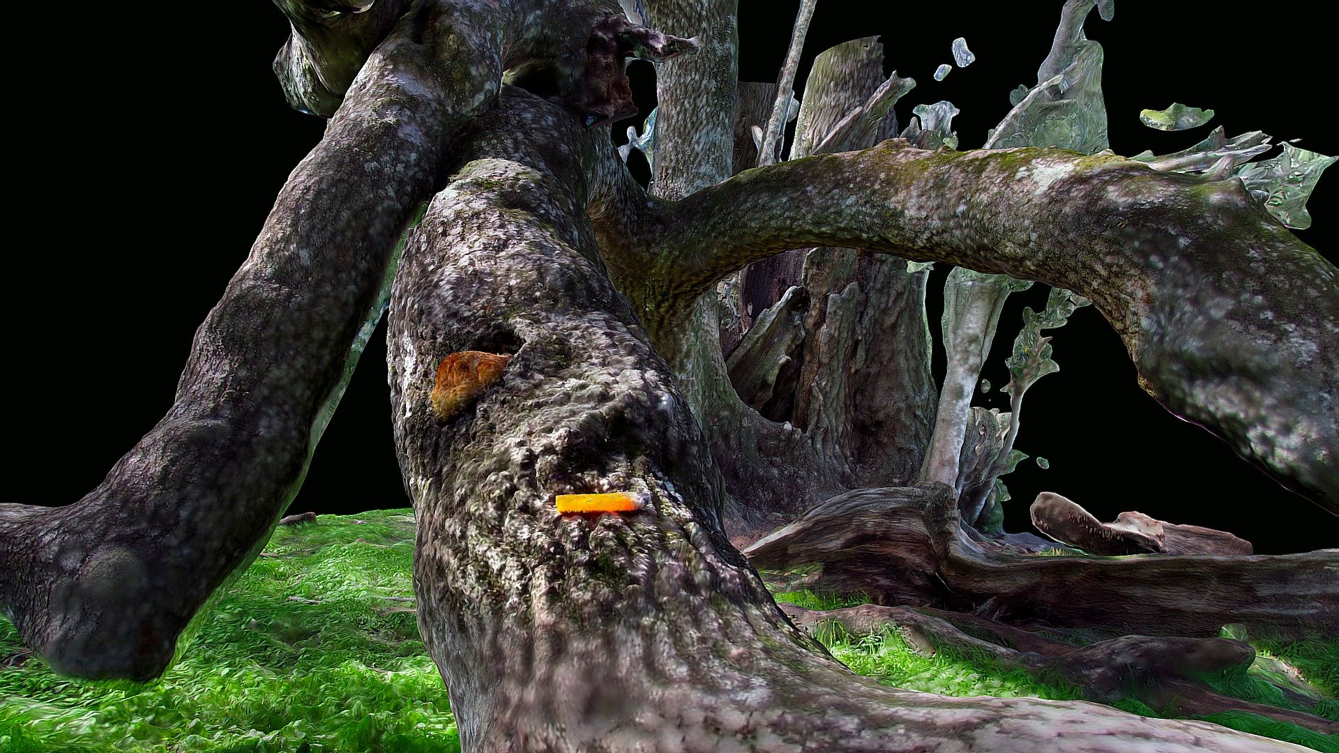 Ancient Bay Tree in Northern California
