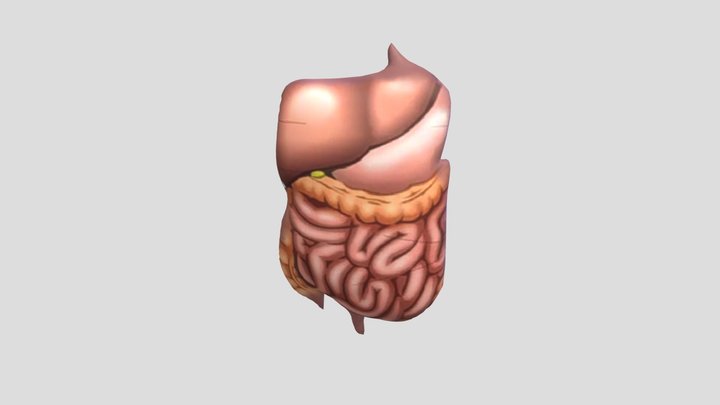 Sistem Pencernaan Manusia 3D Model