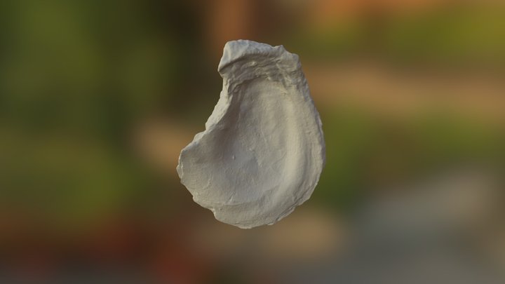 Fossil Oyster Shell 3D Model