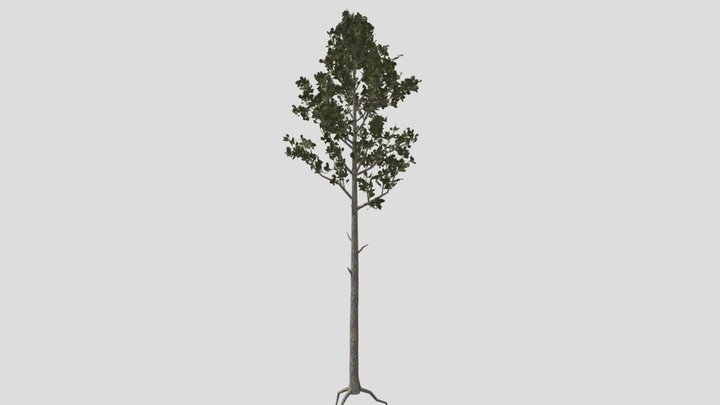 Pine tree 3D Model