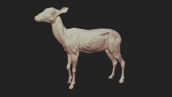 Deer Anatomy 3D Model