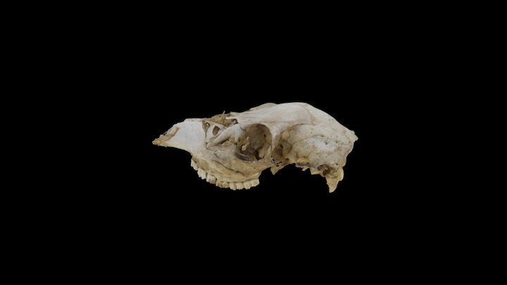 Deer Head 3D Model