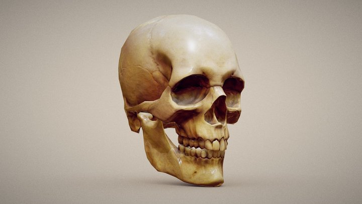 Human skull - Low Poly 3D Model