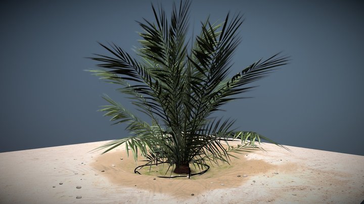 Pohon Kurma 3D Model