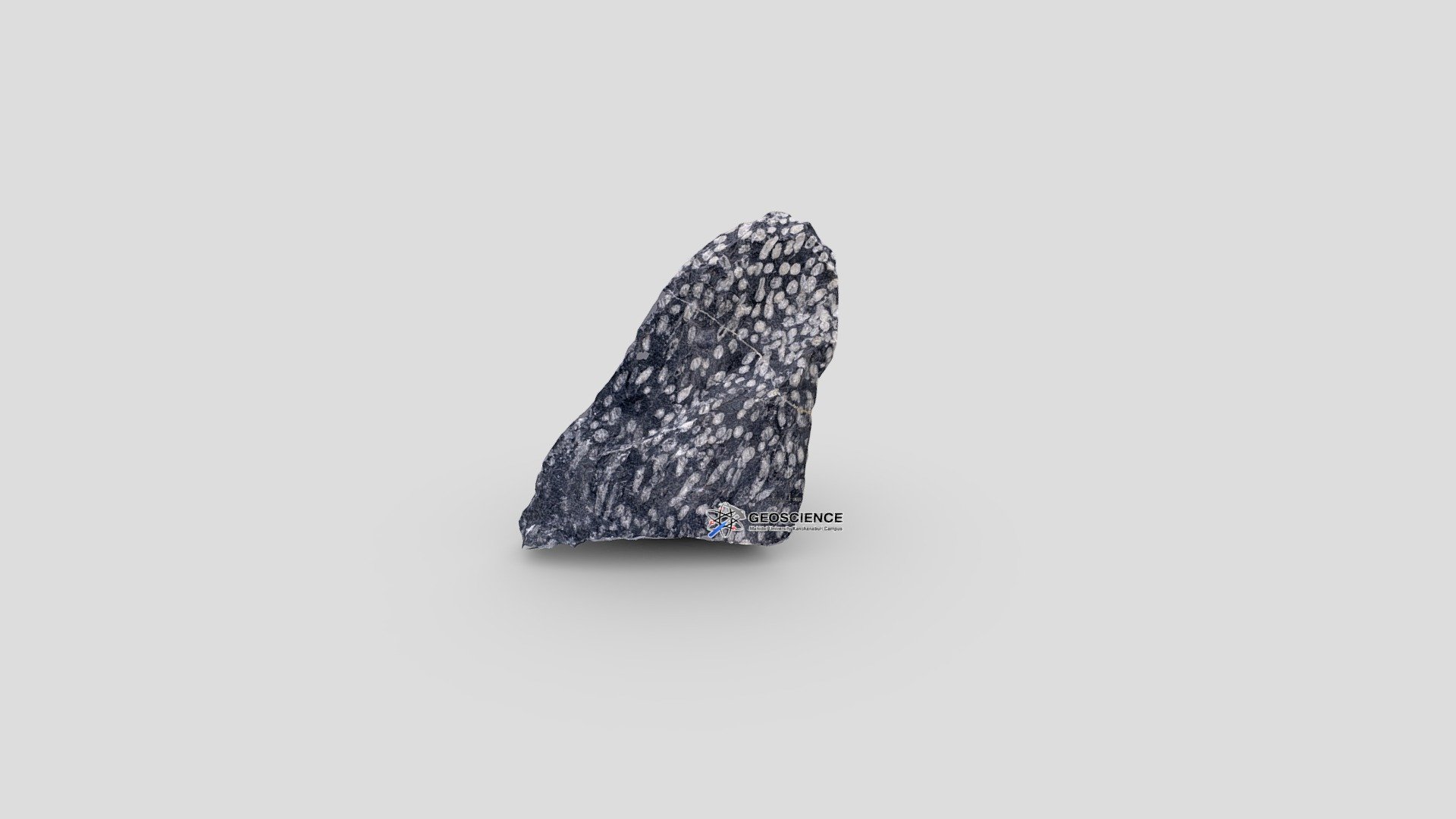 Tabulate coral