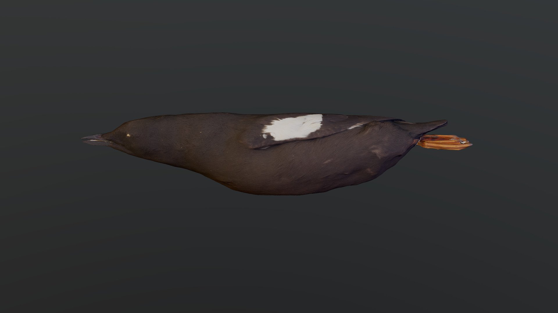 Black Guillemot - Cepphus grylle atlantis