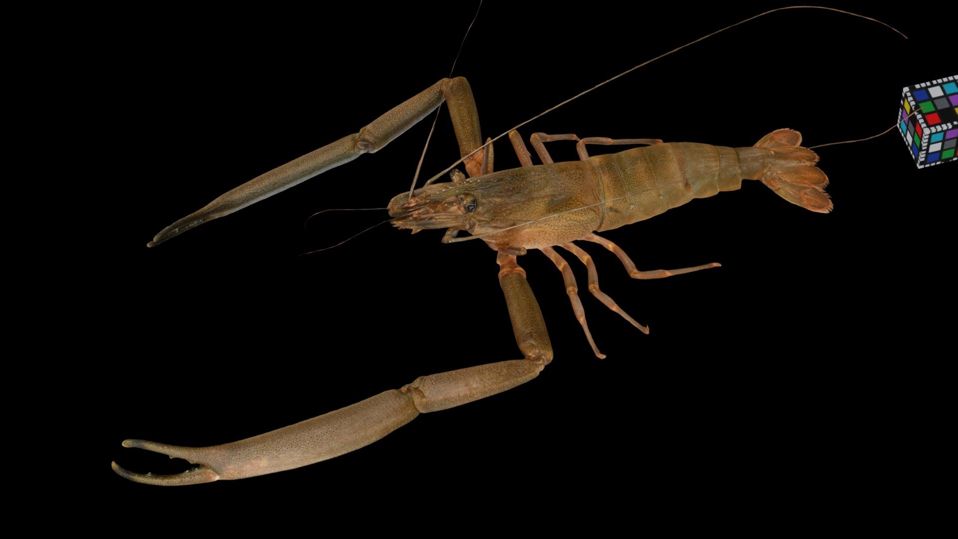 ヒラテテナガエビ ♂ Freshwater Prawn, M. japonicum
