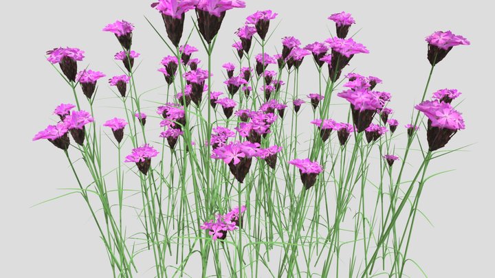 Dianthus carthusianorum, Carthusian pink 3D Model