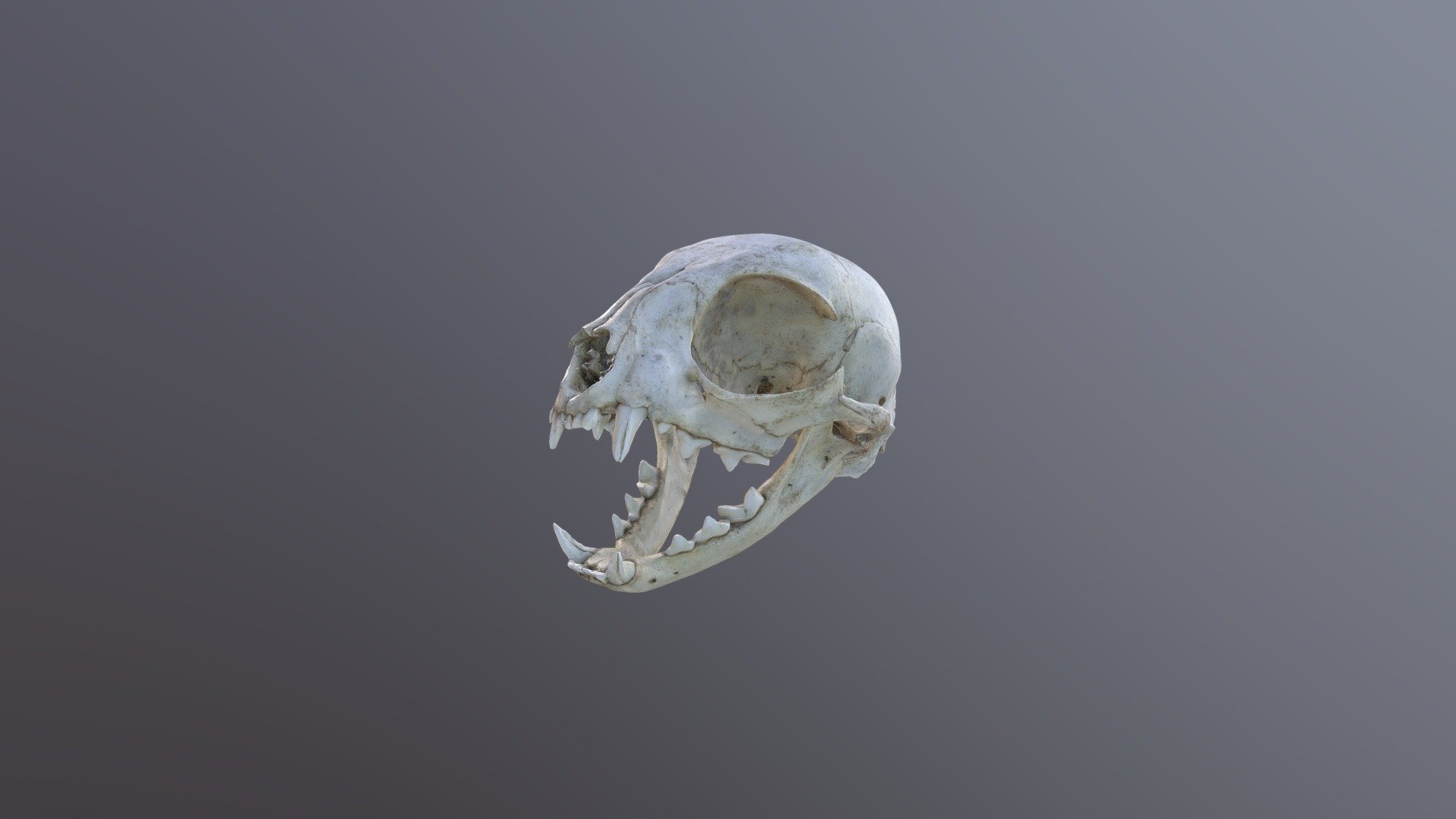 Animal skull - Buy Royalty Free 3D model by Vitalii Uspalenko  (@Vitalii_Uspalenko) [6c1bd00]