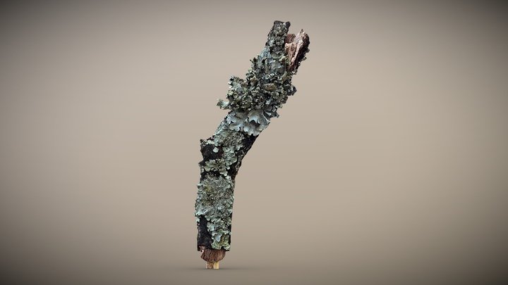 Autumn Lichen – Free 3D Model STL