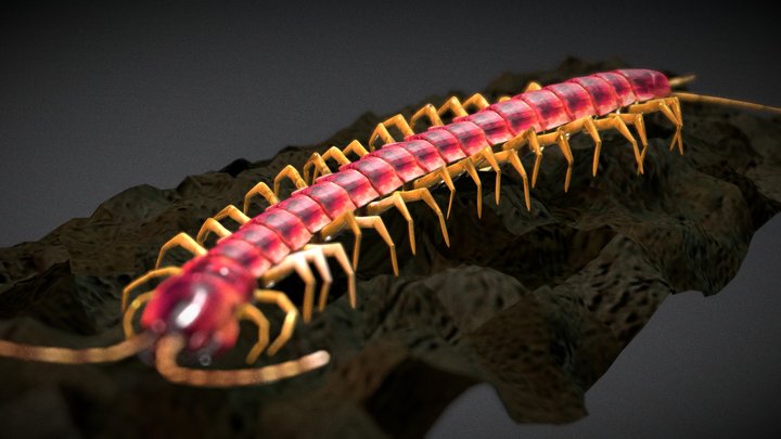 Centipede 3D Model