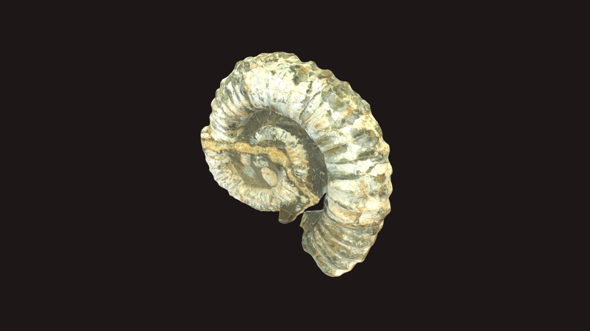 3D model Paraeodoceras sp. - This is a 3D model of the Paraeodoceras sp.. The 3D model is about a close-up of a rock.