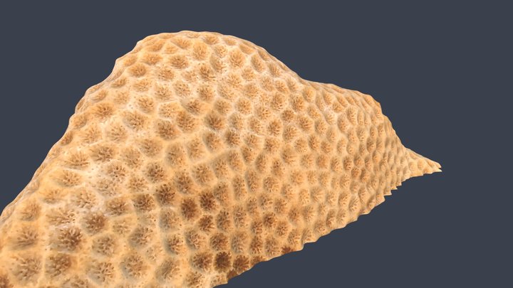 Coral 1 3D Model