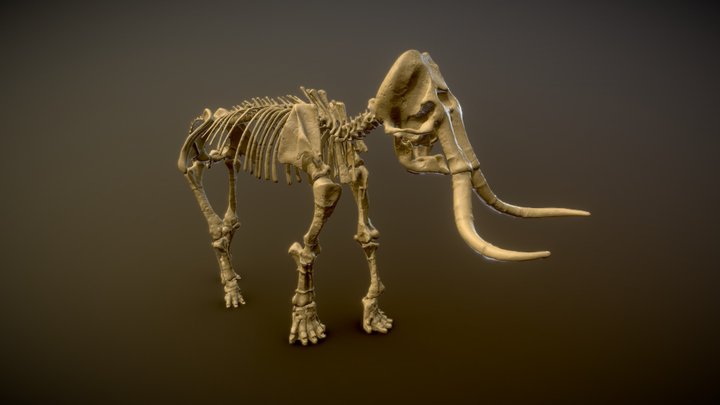 Mammouth de Durfort - Mammuthus meridionalis 3D Model
