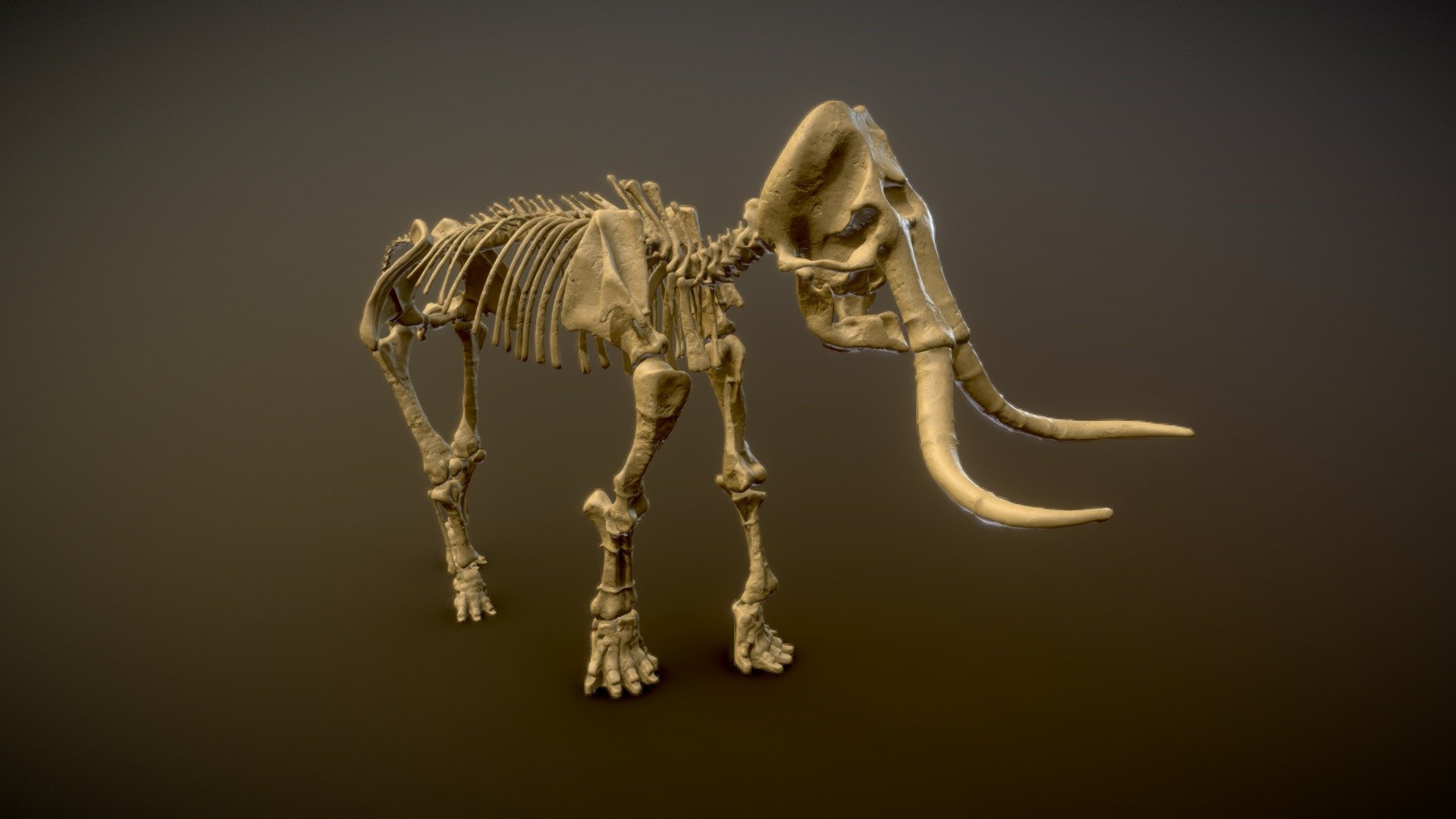 Mammouth De Durfort - Mammuthus Meridionalis - 3d Model By Agencesisso 