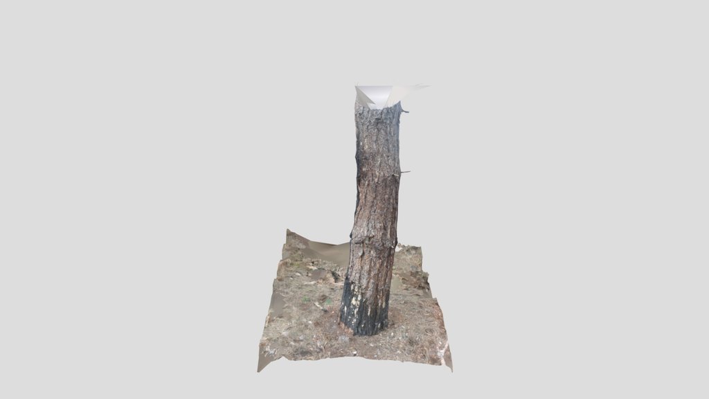 Conifer Tree Stump 5