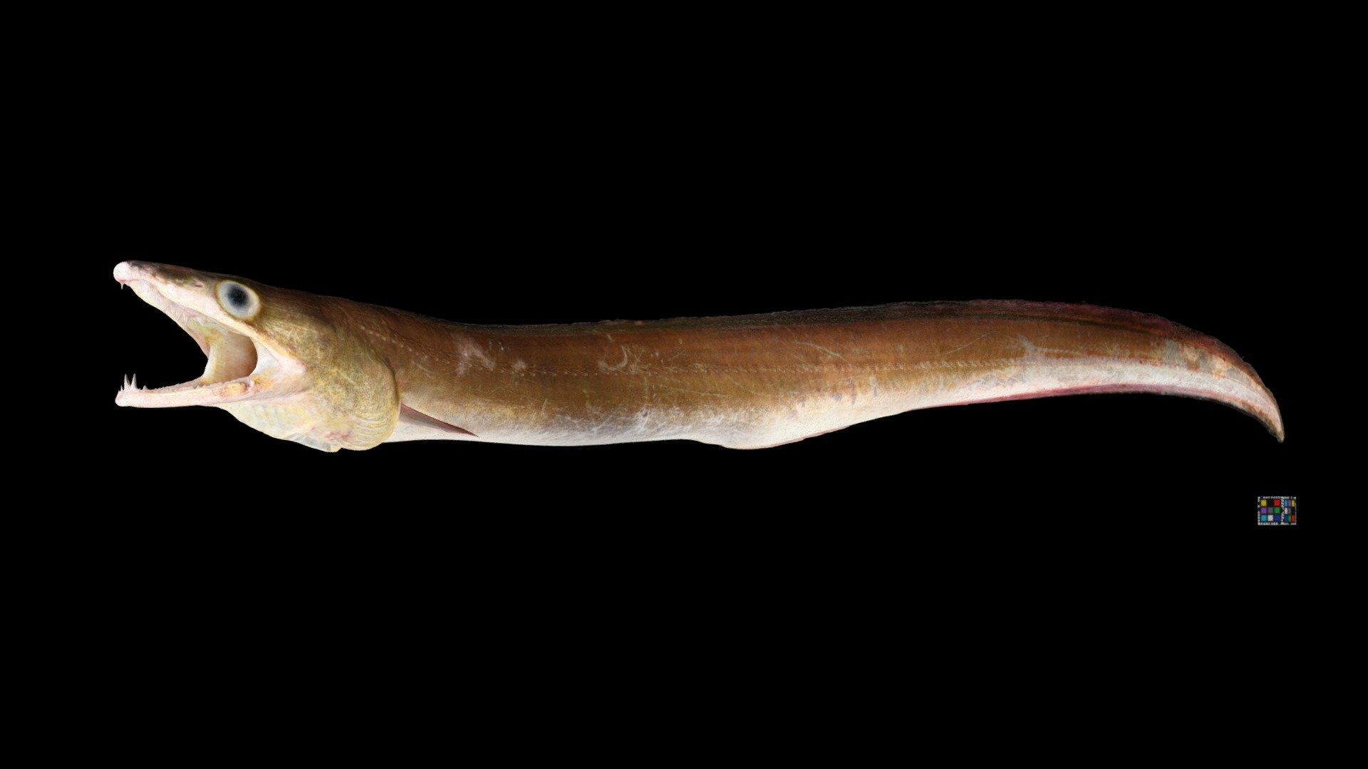 ハモ Daggertooth Pike Conger, Muraenesox cinereus - Download Free 3D ...