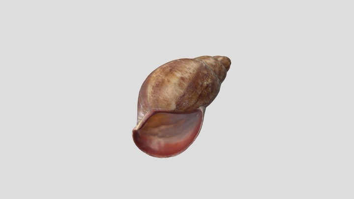 Giant West African Land Snail 3D Model