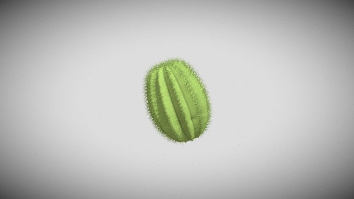 cactus 3D Model