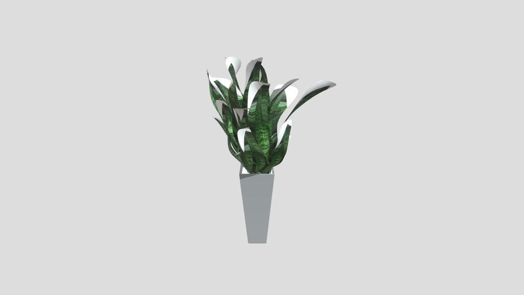 Sansevieria Trifasciata Plant