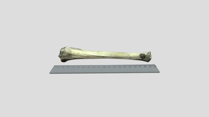 Faunal Specimen # 3D Model