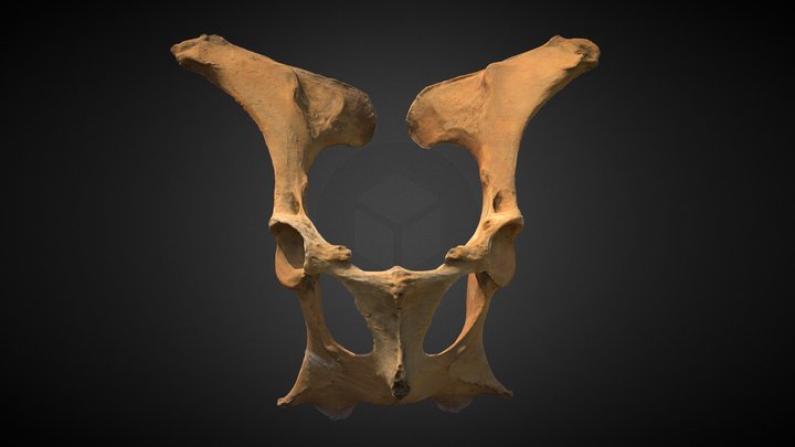 Pelvis de vaca  (Inserciones óseas) 3D Model