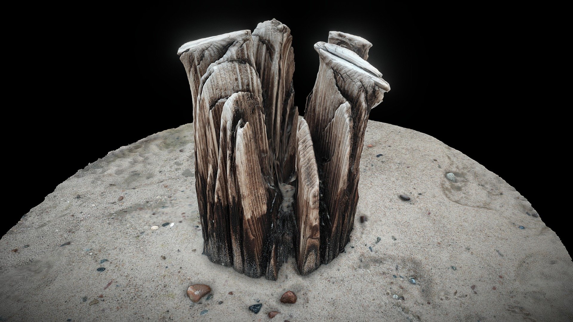 Mielno, Baltic Sea, Stump_2