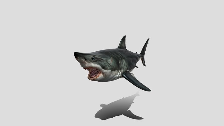 Great White Fury shark 3D Model Free – Modello 3D gratuito STL