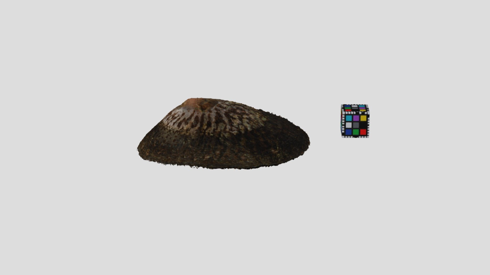 ベッコウガサ？ Cellana grata?