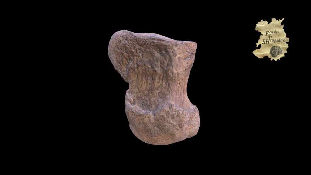 Mammoth phalanx of left 1st digit — Sketchfab embed 3D viewer