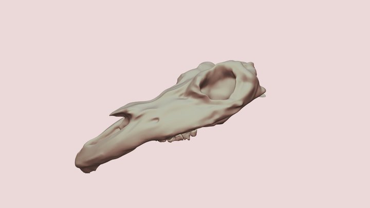 Horse skull more like long horse 3D Model