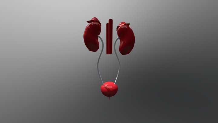 Kidney 3D Model