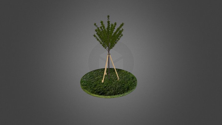 Tree 3D Model