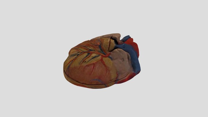 Heart 3D Model