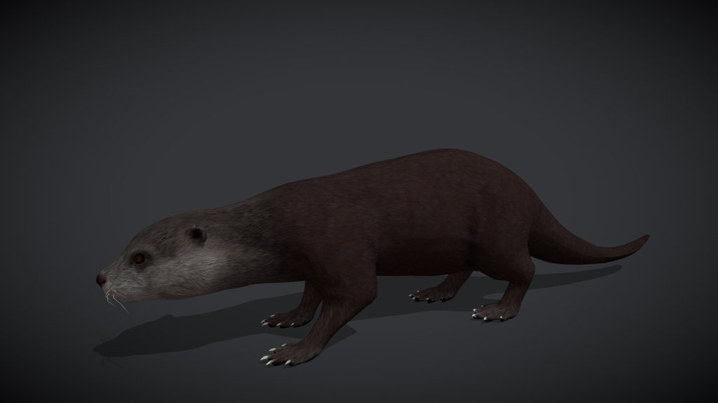 Otter – Realistic Animated 3D Model